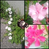 taoflowers3