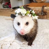 opossum11