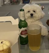 stella dog