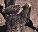 wojtek