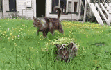 camo