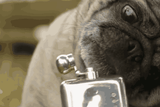 pugsley
