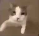 cat-kiss_thumb.jpg