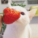 strawb cat