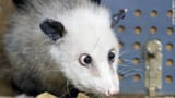 opossum21