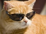 Cool Cat