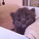 milky chin