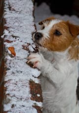 same dog doing a nice fat line