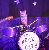 rock cats