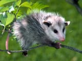 Opossum1