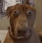 scared-dog