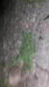 prickly one_thumb.jpg