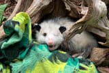 opossumSleeping8