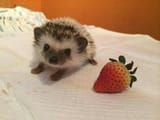 hedgehog strawb 2