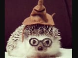harry hedgehog