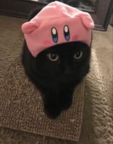 kaby cat
