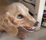 demon dog