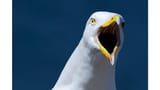 gull