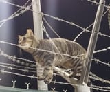 Elite Cat Operative