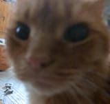 Kittyv0-tcocjryz9e9b1