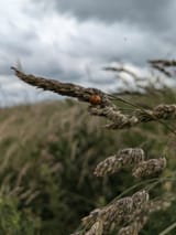 ladybird