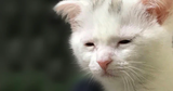depressed cat
