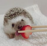 hedgehog strawb