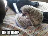 hedgehog brush