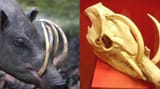 intelligent design in the animal kingdom fails
