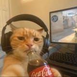 cola cat