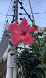 IMG_1456