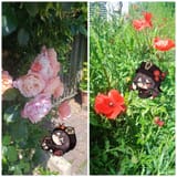taoflowers2