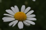 1000022972