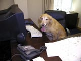 ohmydog