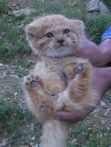 orange-manul-v0-oyeik94zp9ga1