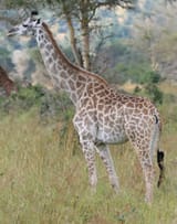 Giraffe_Mikumi_National_Park