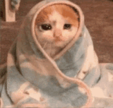 depressed cat2