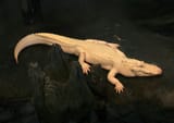 gator (2)