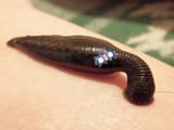 Sucking_leech