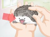 Bond-With-Your-Hedgehog-Step-15