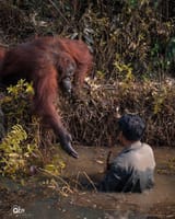 ape shall always save ape