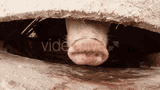 pig-sniff