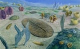 ediacaran_1