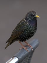 1200px-Toulouse_-_Sturnus_vulgaris_-_2012-02-26_-_3