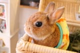 rabbit-cafe-in-tokyo