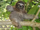 three-toes-pygmy-sloth-in-the-mangroves