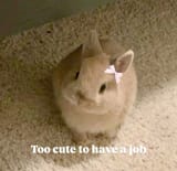 too cute to have a job