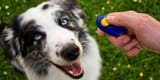 clicker-training-1