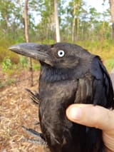 birdcone