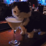 kitten-drink